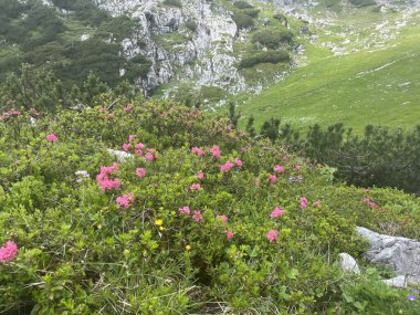Güzel dağlar, pembe çiçekler