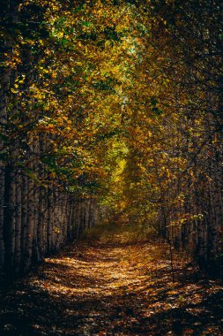 Eylülde sonbaharın güzelliği