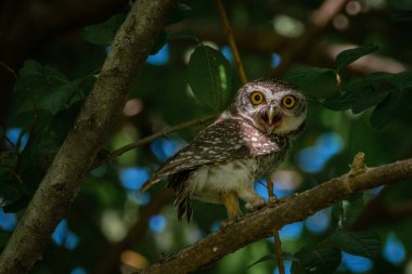 Şaşırmış bir baykuş yeşil yaprakların arasında bir ağaç dalına tünemiş..