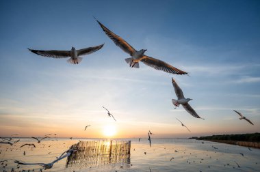 Gün batımında sakin sularda süzülen martılar..