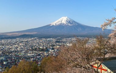 Kiraz çiçekleri ve Karlı Dağ Manzarası.