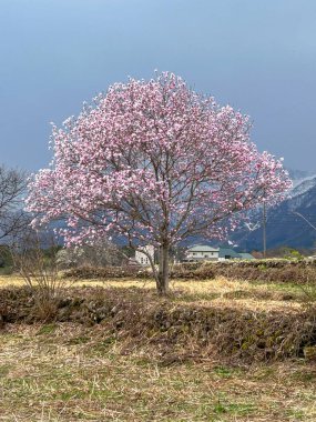 Kırsal alanda çiçek açan pembe ağaç ve arka planda dağlar..