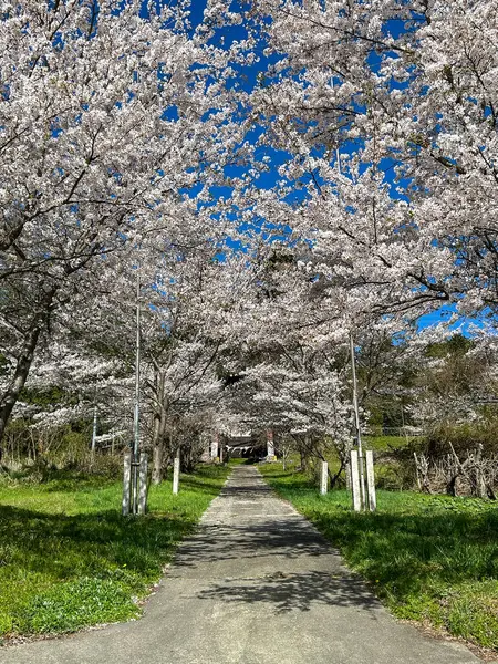 stock image Scenic Pathway Lined with Blooming Cherry Trees.