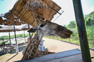 Hayvanat bahçesinin gölgesinde zürafa.