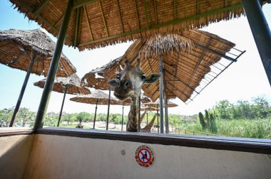 Hayvanat bahçesinin gölgesinde zürafa.