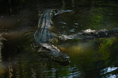 Büyük Timsah Karanlık Su 'da Yüzüyor