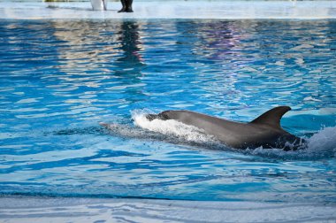 Hayvanat bahçesinde yunus gösterisi.
