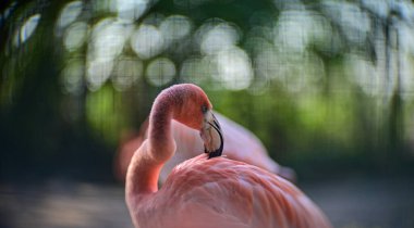 Sunset 'te Zarif Flamingo Silueti.