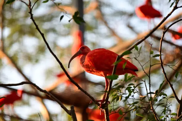 stock image Scarlet Ibis Perched on Branch in Nature.