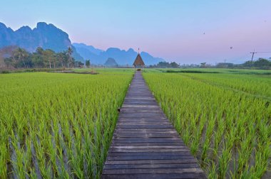 ViengTara VangVieng Resort, Laos, Scenic Pathway Through Lush Green Fields