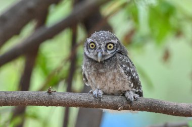 Baykuş bir dalda bir kurban arıyordu. Benekli baykuş, Bangkok, Tayland