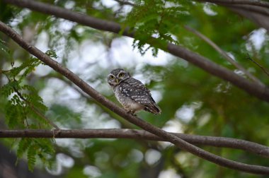 Daldaki baykuş avını bekliyor..
