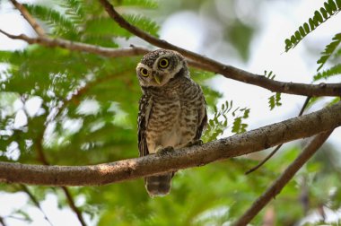 Daldaki baykuş avını bekliyor..