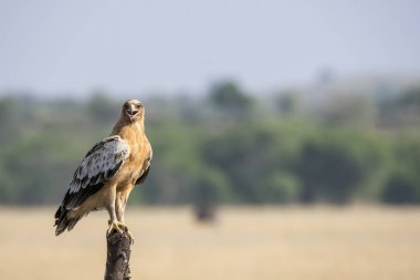 A tawny eagle with rufous morph sitting on top of a tree stomp inside grasslands of Tal Chappar Blackbuck sanctuary during a wildlife safari clipart