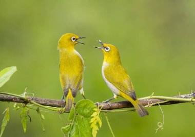 Bangalore 'un kenar mahallelerindeki bir kuş banyosunda beslenme konusunda tartışan iki beyaz göz.