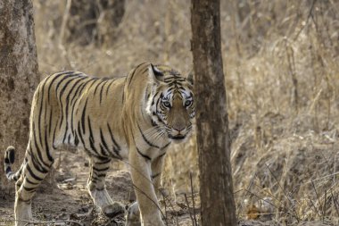 Vahşi yaşam safarisi sırasında Pench Tiger Reserve ormanlarının derinliklerinde yürüyen bir kaplan.