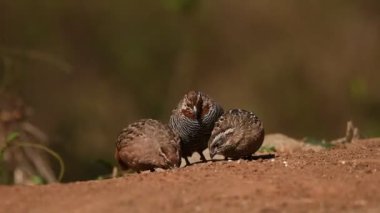 Bangalore, Karnataka, Hindistan 'da bazı tohumlarla beslenen bir orman bıldırcın ailesi.