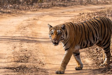 Vahşi yaşam safarisi sırasında Pench Tiger Reserve 'in derin ormanlarında yürüyen Baras adında baskın bir kaplan.