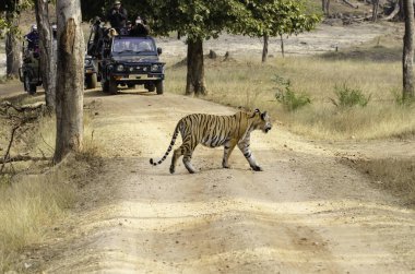 Safari yolunda yürüyen bir erkek kaplan vahşi yaşam safarisi sırasında Pench Tiger arazisinde bu güzel manzaraya bakan safari turistleriyle yürüyor.