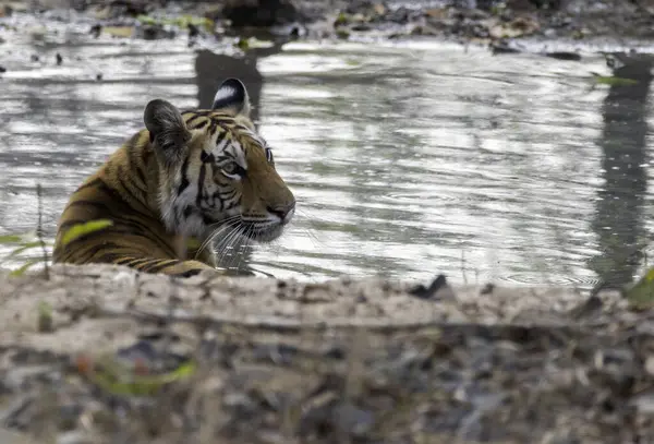 Sıcak bir yaz gününde bir su birikintisinde dinlenen yetişkin kaplan Pench Tiger Reserve 'in derinliklerinde vahşi yaşam safarisi sırasında