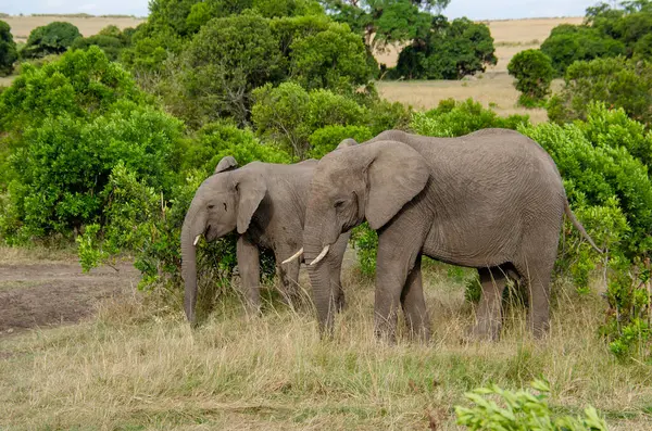 Vahşi yaşam safarisi sırasında Masai Mara 'nın iç kısımlarında otlayan bir fil sürüsü.