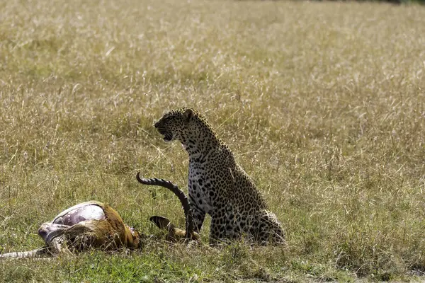 stock image A young adult cheetah walking through the long grass in the savanna of Masai Mara national park during a game drive in the park 