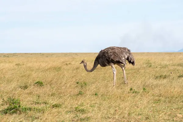 stock image A female ostrich walking in the dry grasses inside the plains of Masai Mara conservation area during a wildlife safari