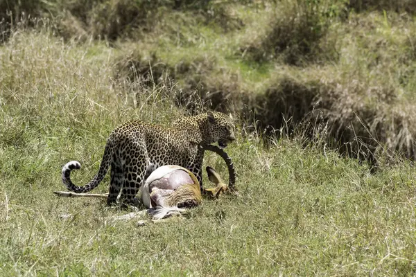 Genç bir çita parkta oyun sürüşü sırasında Masai Mara ulusal parkında uzun otların arasında yürüyor. 