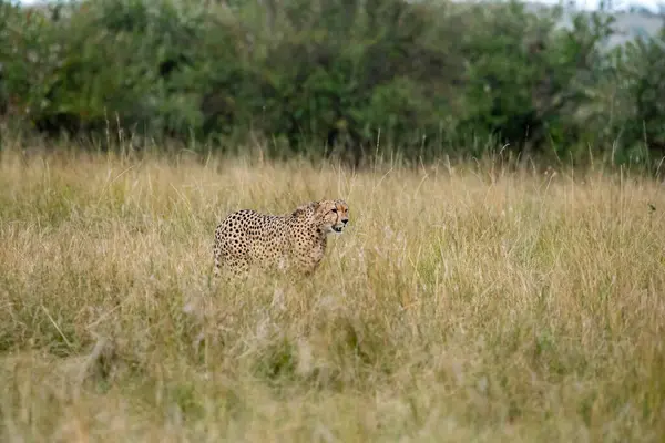 stock image A young adult cheetah walking through the long grass in the savanna of Masai Mara national park during a game drive in the park 