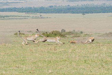 Üç çita, vahşi yaşam safarisi sırasında Masai Mara koruma alanında bir ceylan yavrusunu avlıyor.