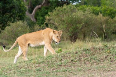 Aslan sürüsü, vahşi yaşam safarisi sırasında Masai Mara koruma alanındaki avdan dönen dişi aslanı selamlıyor.