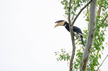 Bir Malabar, vahşi yaşam safarisi sırasında Pench kaplanı koruma alanının derinliklerindeki bir ağacın tepesine tünemiş bir boynuz gagası yerleştirdi.