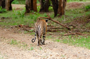 Kabini 'nin durgun sularından gelen baskın kaplan Nagarhole kaplanı safari yolunda bir vahşi yaşam safarisi sırasında yürüyor.