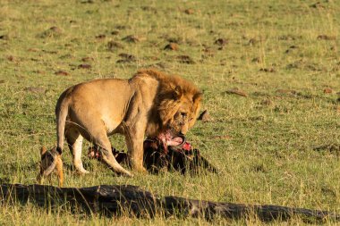 Zebra 'nın baskın erkek aslanı Masai Mara koruma alanından gelen gururla vahşi yaşam safarisi sırasında avını gölgeye sürüklüyor.