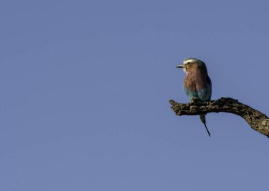 Vahşi yaşam safarisi sırasında Masai Mara 'nın ovalarında bir ağaç dalına tünemiş leylak göğüslü bir silindir.