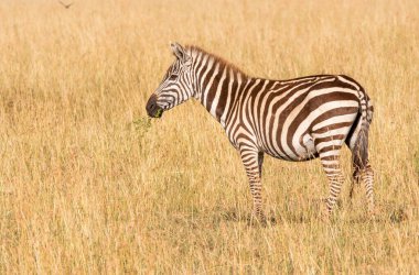 A zebra grazing on the high grasses in the plains of Masai Mara conservation area during a wildlife safari clipart