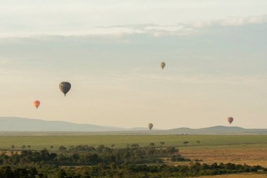 Sıcak hava balonları, vahşi yaşam safarisi sırasında Masai Mara 'nın ovalarında gündoğumu gezintisine çıkıyor.