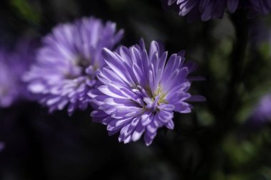 Botonik bahçesinde çiçek açmış bir çift lavanta. 