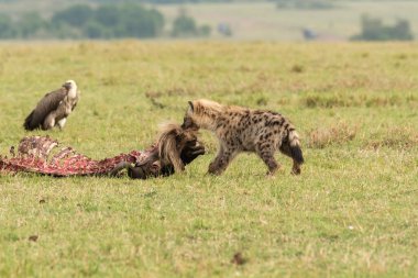 A baby laughing hyena feeding on a carcass in the plains of Masai mara conservation area during a wildlife safari clipart