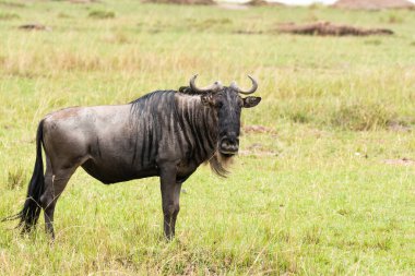 Vahşi yaşam safarisi sırasında Masai Mara koruma alanındaki taze yeşil çimlerde otlayan bir antilop.
