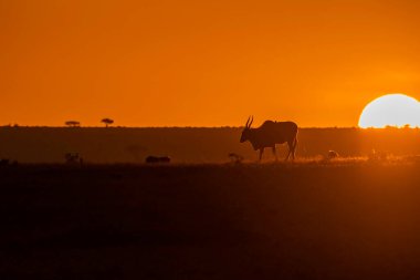 Arka planda yükselen güneşin güzel renkleri ile vahşi yaşam safarisi sırasında Masai Mara 'nın ovalarında otlayan sıradan bir Eland.
