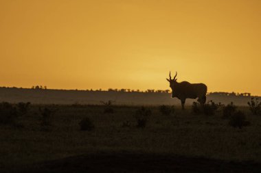 Arka planda yükselen güneşin güzel renkleri ile vahşi yaşam safarisi sırasında Masai Mara 'nın ovalarında otlayan sıradan bir Eland.
