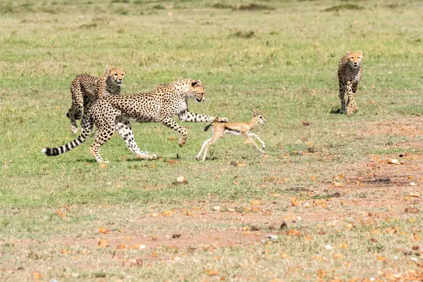 stock image Three cheetahs hunting a fawn of thomsons gazelle in the plains of Masai mara conservation area during a wildlife safari