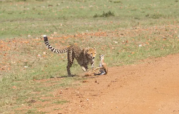 stock image Three cheetahs hunting a fawn of thomsons gazelle in the plains of Masai mara conservation area during a wildlife safari