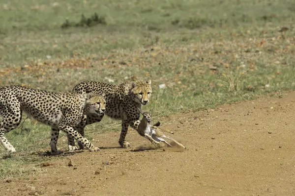 Üç çita, vahşi yaşam safarisi sırasında Masai Mara koruma alanında bir ceylan yavrusunu avlıyor.