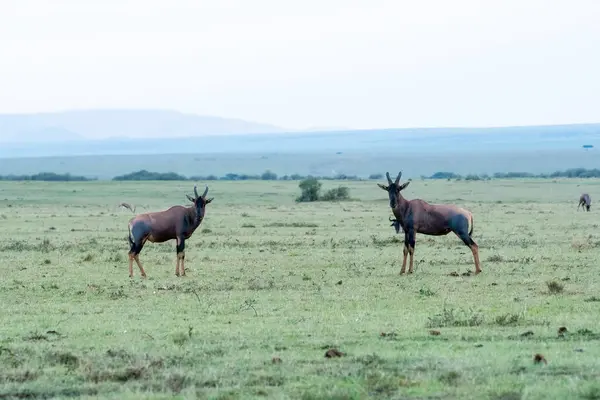 stock image Two topis lining up for an aggressive fight for dominance in the herd and right to mate in the plains of Masai Mara conservation area during a wildlife safari