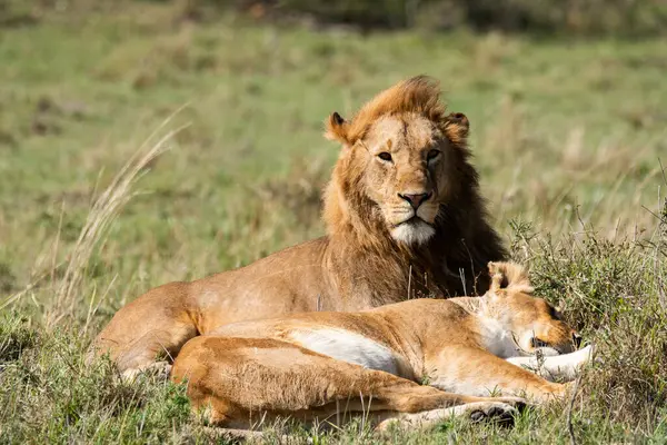 Çiftleşen bir çift parkta vahşi yaşam safarisi sırasında Masai Mara koruma alanında dinleniyor.
