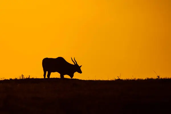 Masai Mara 'nın ovalarında otlayan sıradan bir antilop. Doğan güneşin renkleriyle bir vahşi yaşam safarisi sırasında gökyüzünü portakalla dolduruyor.