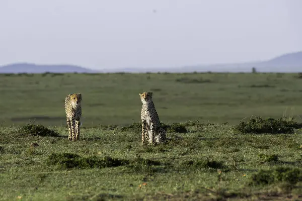 stock image A cheetah exploring its territory looking for a prey for hunting in the plains of Masai Mara conservation area during a wildlife safari