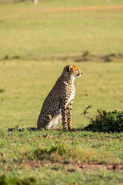 stock image A cheetah exploring its territory looking for a prey for hunting in the plains of Masai Mara conservation area during a wildlife safari